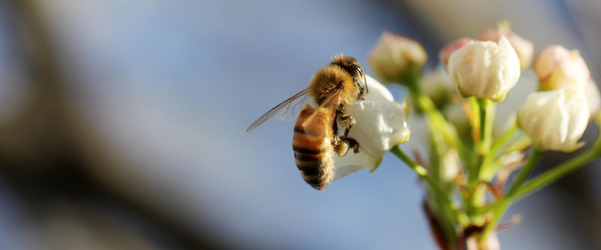 Selektiver nahaufnahmeschuss einer honigbiene die nektar auf einer weissen blume sammelt