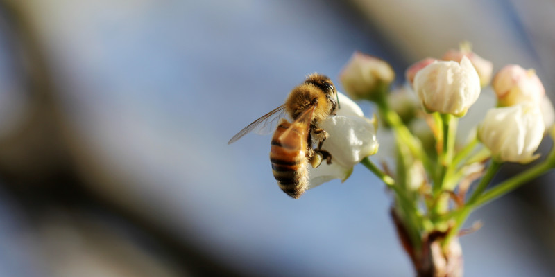 Selektiver nahaufnahmeschuss einer honigbiene die nektar auf einer weissen blume sammelt